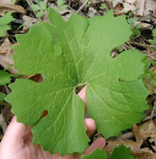 bloodroot-leaf1.jpg