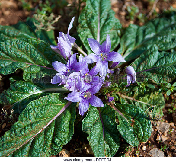 autumn-mandrake-flower-in-the-zingaro-natural-reserve-in-the-province-defedj