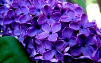 lavender-flowers-hd-wallpaper-1